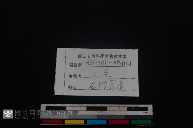 山羌骨藏品圖，第3張