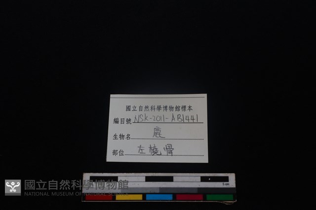 梅花鹿骨藏品圖，第3張