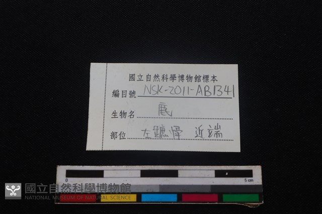 梅花鹿骨藏品圖，第3張