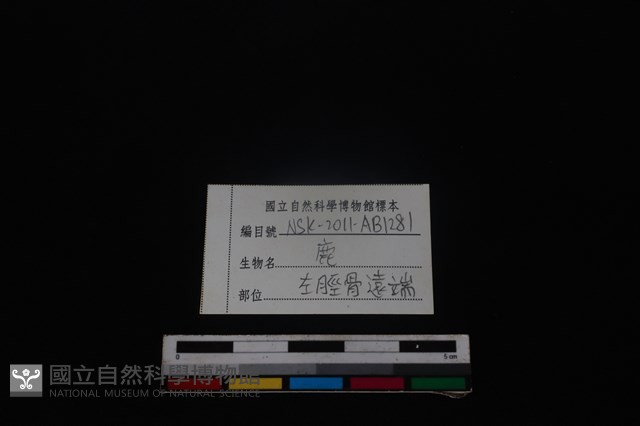 梅花鹿骨藏品圖，第3張