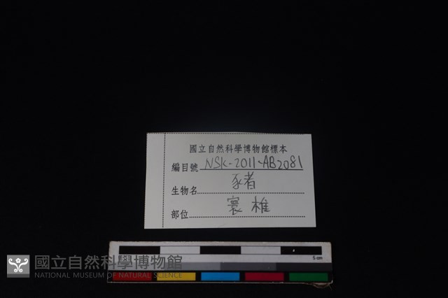 豬骨藏品圖，第3張