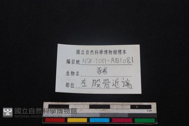 豬骨藏品圖，第3張