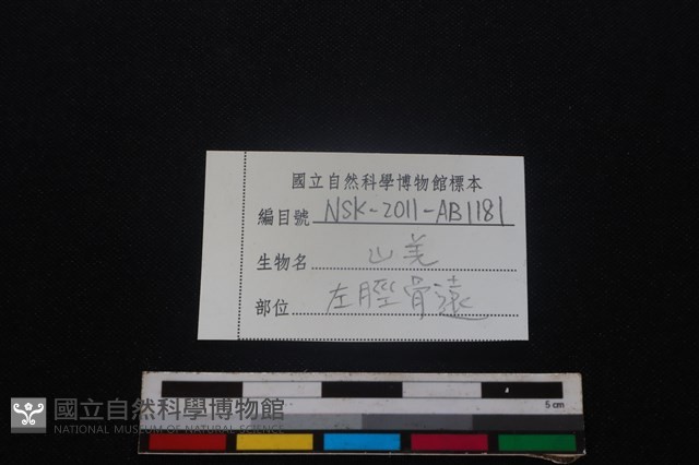 山羌骨藏品圖，第3張