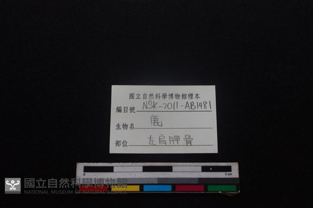 梅花鹿骨藏品圖，第3張