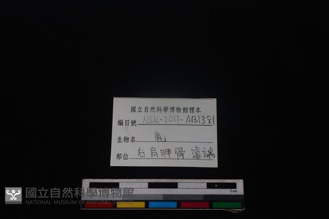 梅花鹿骨藏品圖，第3張