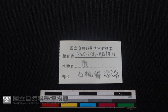梅花鹿骨藏品圖，第3張