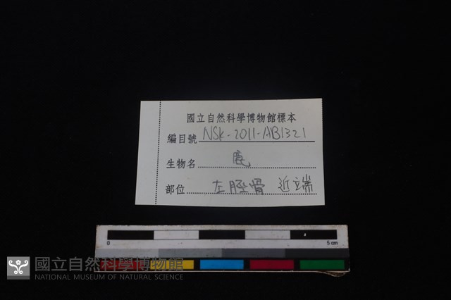 梅花鹿骨藏品圖，第3張