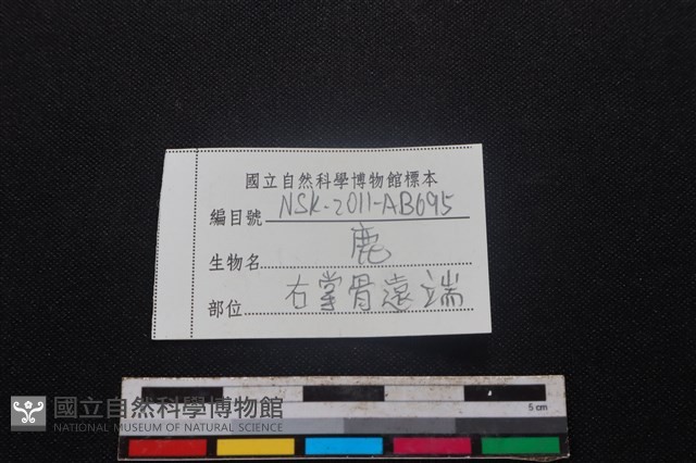 梅花鹿骨藏品圖，第3張