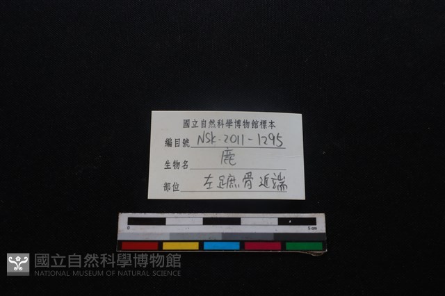 梅花鹿骨藏品圖，第3張