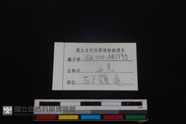 山羌骨藏品圖，第3張