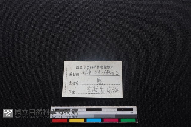 梅花鹿骨藏品圖，第3張