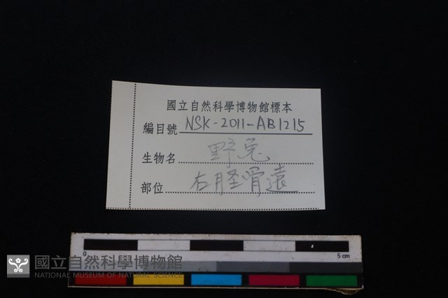 野兔骨藏品圖，第3張
