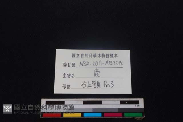 梅花鹿骨藏品圖，第3張