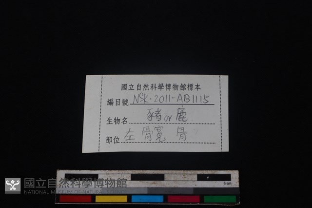 偶蹄目骨藏品圖，第3張