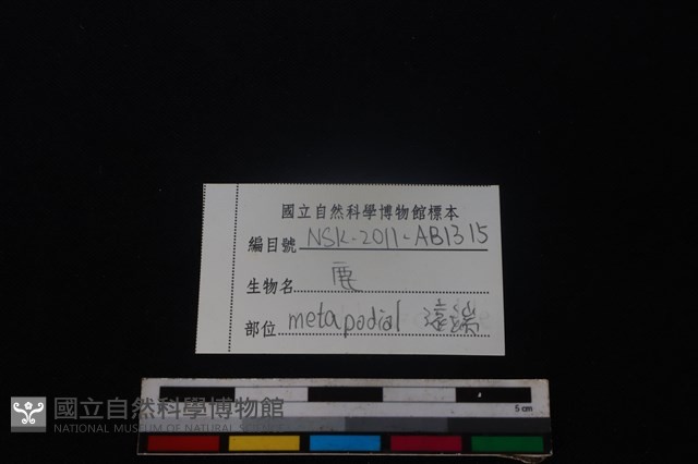 梅花鹿骨藏品圖，第3張