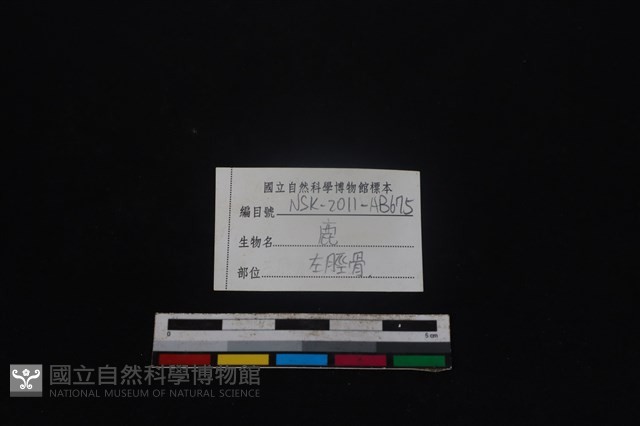 梅花鹿骨藏品圖，第3張