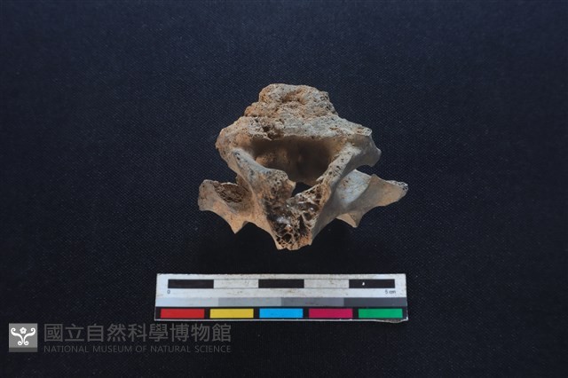 豬骨藏品圖，第3張