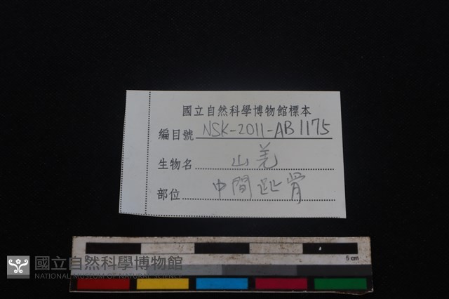 山羌骨藏品圖，第3張