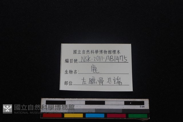 梅花鹿骨藏品圖，第3張
