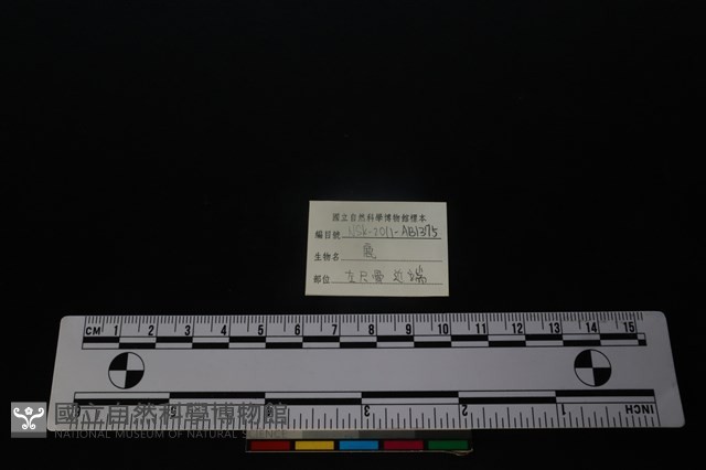 梅花鹿骨藏品圖，第3張