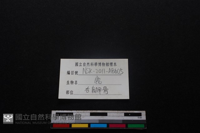 梅花鹿骨藏品圖，第3張