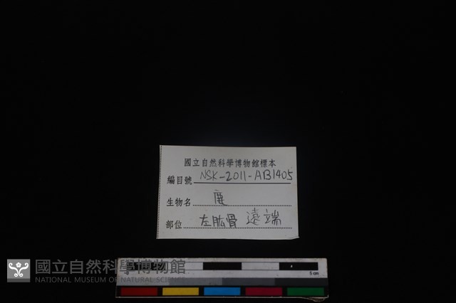 梅花鹿骨藏品圖，第3張