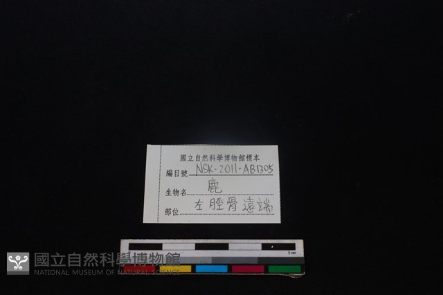梅花鹿骨藏品圖，第3張