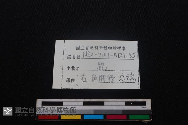 梅花鹿骨藏品圖，第3張