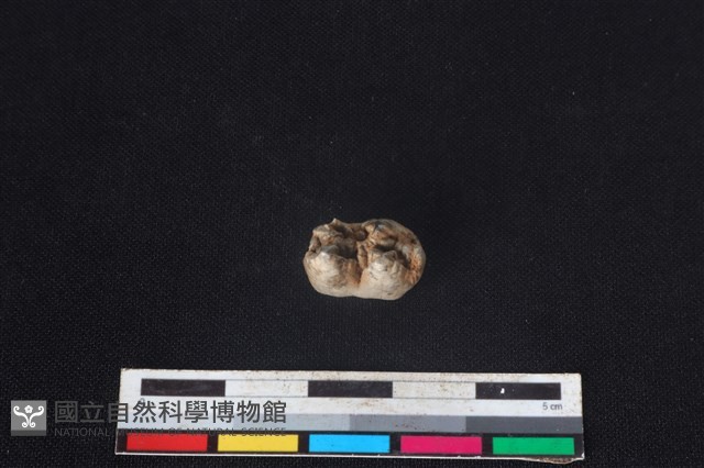 豬骨藏品圖，第3張