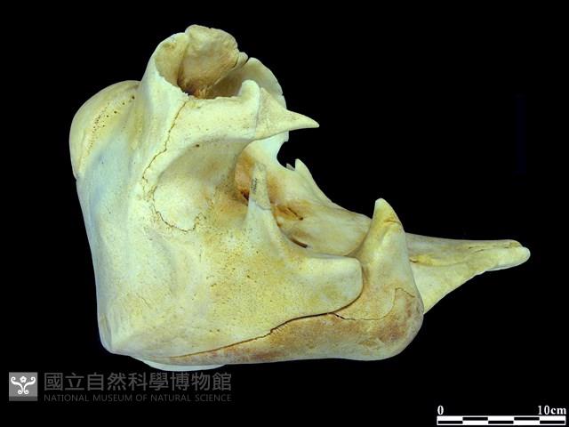 侏儒抹香鯨藏品圖，第3張