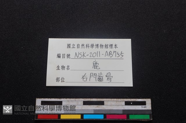 梅花鹿骨藏品圖，第3張