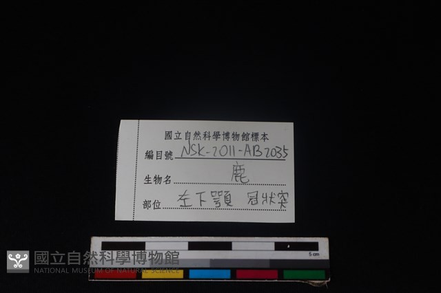 梅花鹿骨藏品圖，第3張