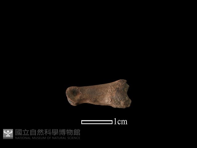 山羌骨藏品圖，第3張