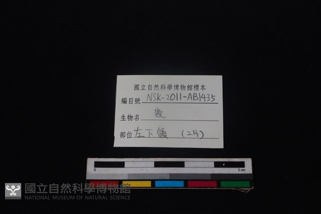 梅花鹿骨藏品圖，第3張