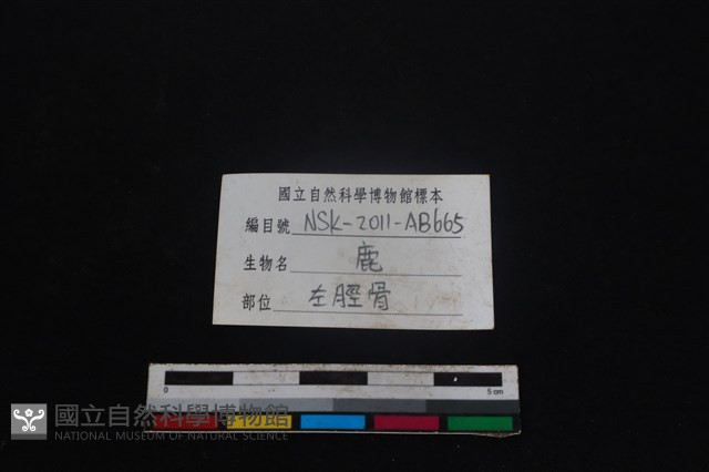 梅花鹿骨藏品圖，第3張