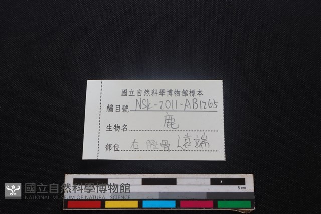 梅花鹿骨藏品圖，第3張
