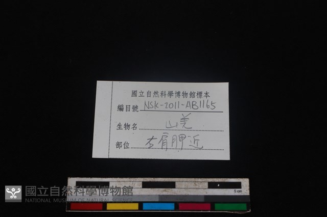 山羌骨藏品圖，第3張