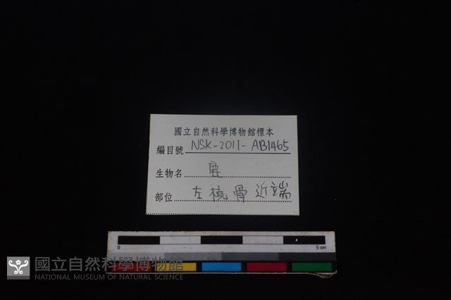 梅花鹿骨藏品圖，第3張