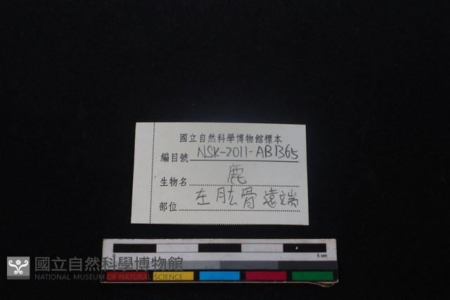 梅花鹿骨藏品圖，第3張