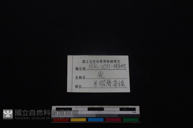 梅花鹿骨藏品圖，第3張