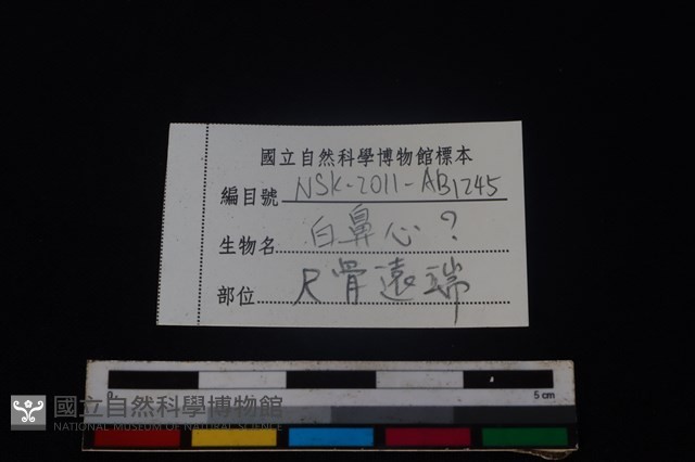 白鼻心骨藏品圖，第3張