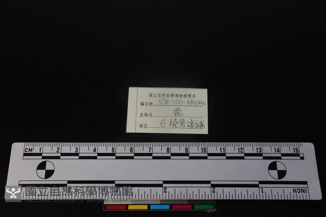梅花鹿骨藏品圖，第3張