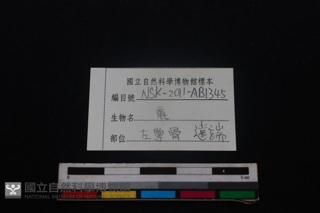 梅花鹿骨藏品圖，第3張