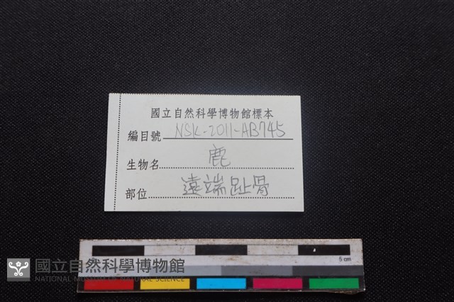 梅花鹿骨藏品圖，第3張