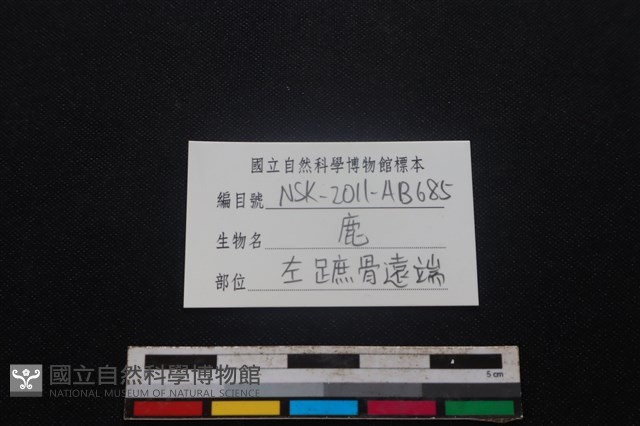 梅花鹿骨藏品圖，第3張