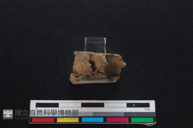 梅花鹿骨藏品圖，第3張