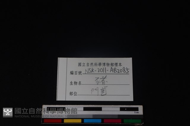 豬骨藏品圖，第3張