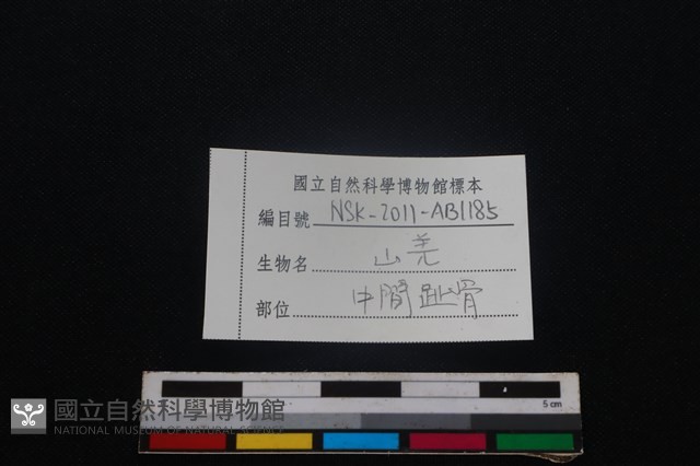 山羌骨藏品圖，第3張