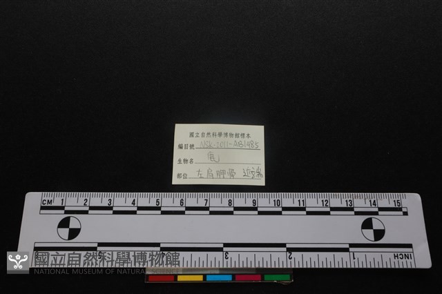 梅花鹿骨藏品圖，第3張
