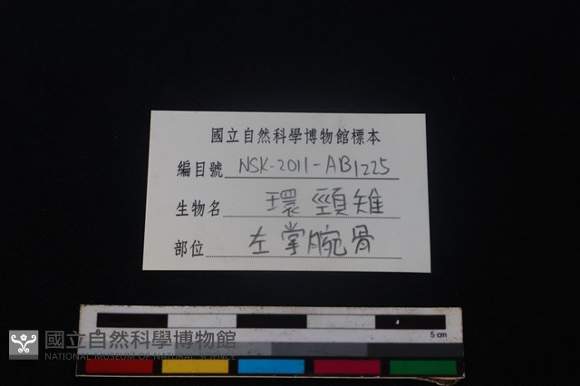 環頸雉骨藏品圖，第3張
